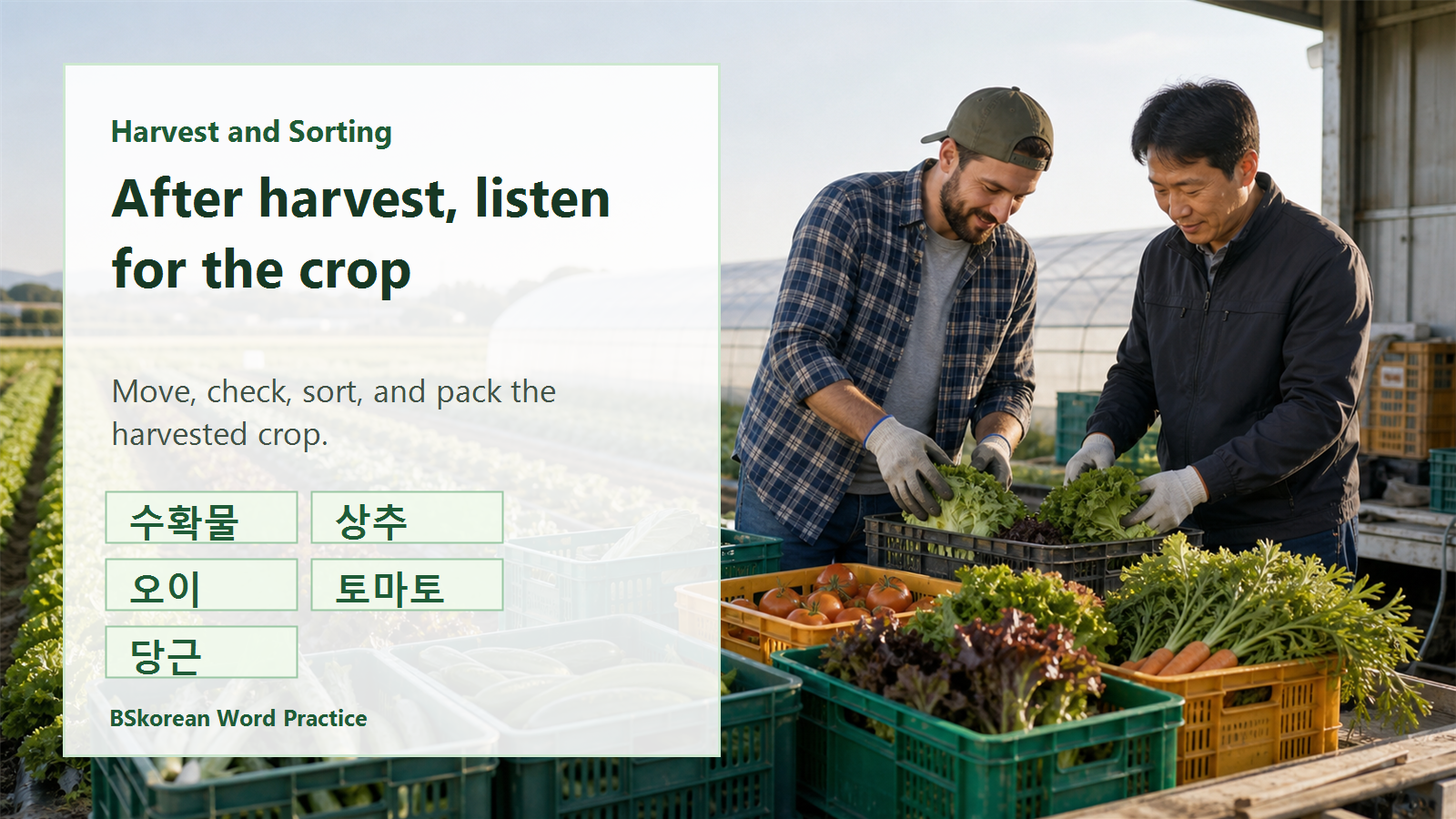 Korean harvest and sorting vocabulary slide for harvested crops, lettuce, cucumber, tomato, and carrot